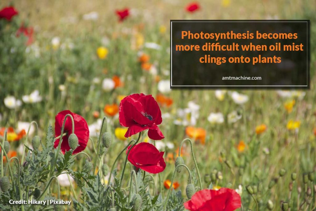 Photosynthesis becomes more difficult when oil mist clings onto plants
